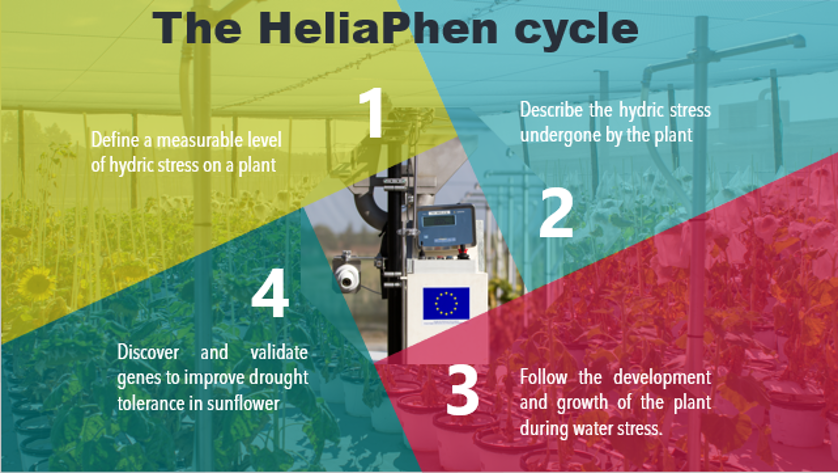 HeliaPhen cycle